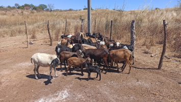 Animais morrem no Ceará após tomar vacina de lotes suspensos pelo Ministério da Agricultura