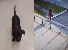 Homem que abandonou cachorra em aeroporto de Florianópolis pode responder por maus-tratos; entenda o crime e a pena prevista