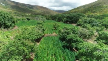 Advogado de 71 anos suspeito de ser proprietário de fazenda usada para cultivo de maconha é preso em Salvador 